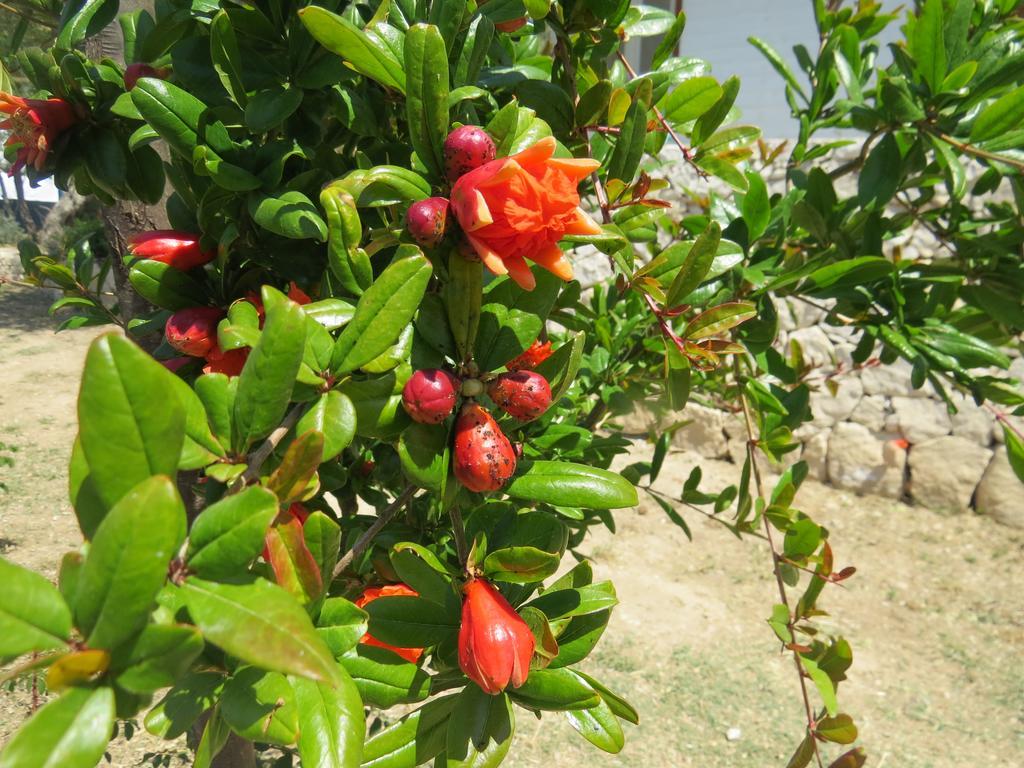 Camping Fiori Di 诺托 外观 照片